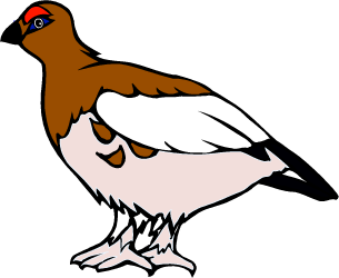 Willow Ptarmigan, state bird of Alaska