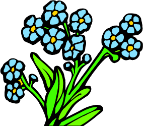 Forget-me-not, state flower of Alaska
