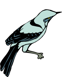 Northern Mockingbird — Arkansas state bird