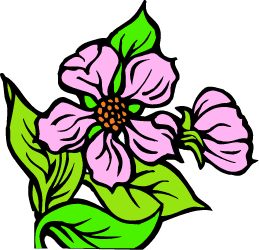 Apple Blossom — Arkansas state flower