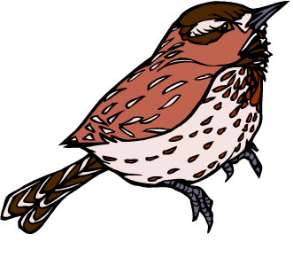 Cactus Wren — Arizona state bird
