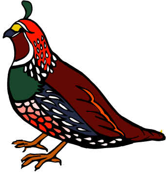 California Quail