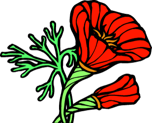 California Poppy