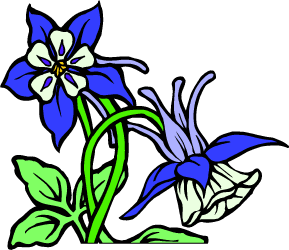 Rocky Mountain Columbine — Colorado state flower