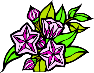 Mountain Laurel — Connecticut state flower