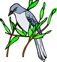 Northern Mockingbird — Florida state bird