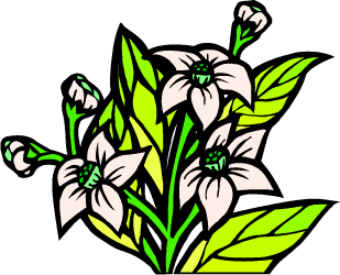 Orange Blossom — Florida state flower