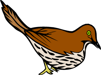 Brown Thrasher — Georgia state bird