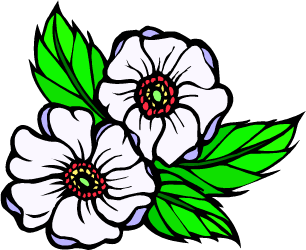 Cherokee Rose — Georgia state flower