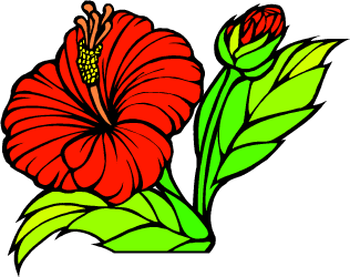Yellow Hibiscus — Hawaii state flower