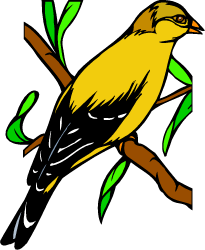 Eastern Goldfinch — Iowa state bird
