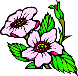 Wild Prairie Rose — Iowa state flower