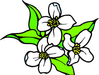 Syringa — Idaho state flower