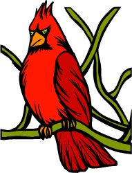 Northern Cardinal — Illinois state bird