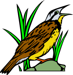 Western Meadowlark — Kansas state bird