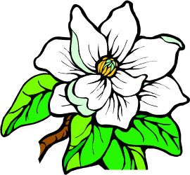Magnolia — Louisiana state flower