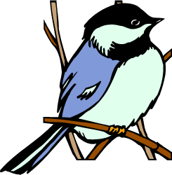 Black-capped Chickadee — Massachusetts state bird
