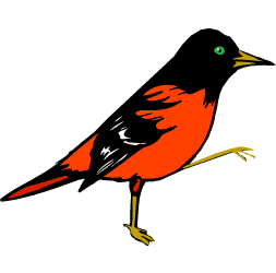 Baltimore Oriole — Maryland state bird