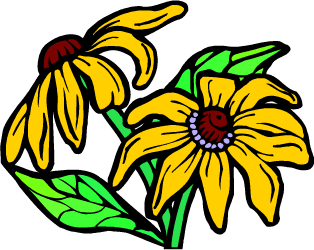 Black-eyed Susan — Maryland state flower