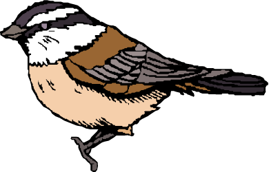 Black-capped Chickadee — Maine state bird