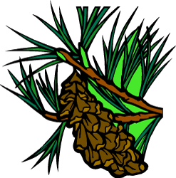White Pine Cone and Tassel — Maine state flower