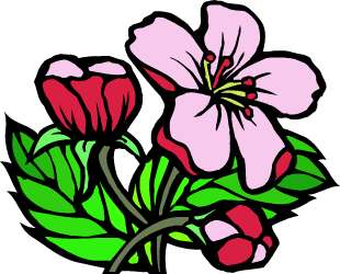 Apple Blossom — Michigan state flower