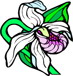 Showy Lady’s Slipper — Minnesota state flower