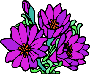 Bitterroot — Montana state flower