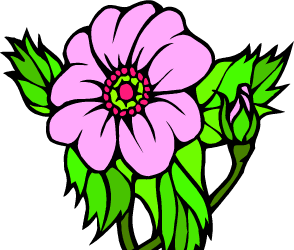 Wild Prairie Rose — North Dakota state flower