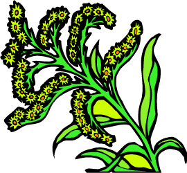 Goldenrod — Nebraska state flower