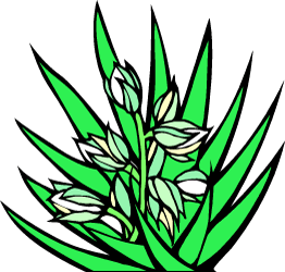 Yucca Flower — New Mexico state flower