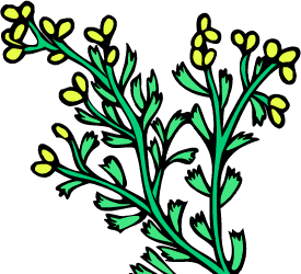 Sagebrush — Nevada state flower