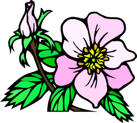 Rose — New York state flower