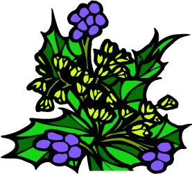 Oregon Grape — Oregon state flower