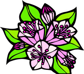 Mountain Laurel — Pennsylvania state flower