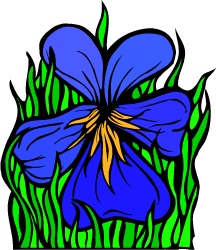 Violet — Rhode Island state flower