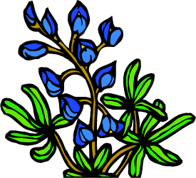 Bluebonnet — Texas state flower