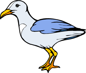 California Gull, state bird of Utah