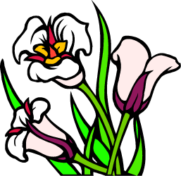 Sego Lily, state flower of Utah