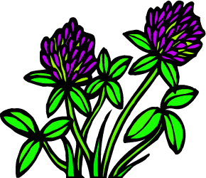 Red Clover — Vermont state flower