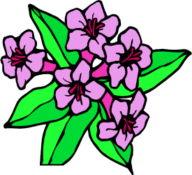 Coast Rhododendron — Washington state flower